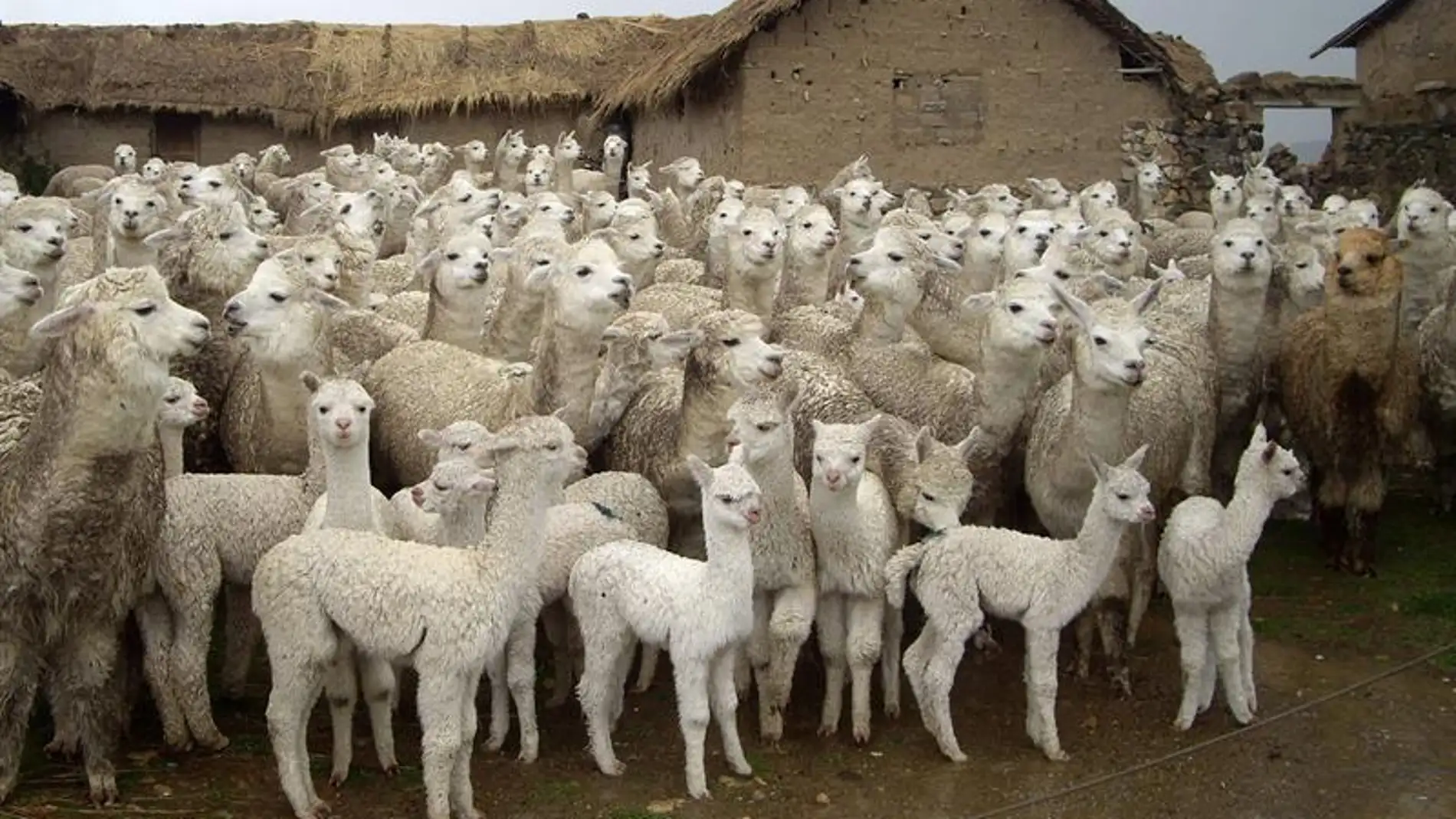 Imagen de decenas de centenares de alpacas