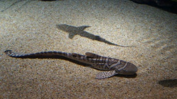 Pequeño tiburón