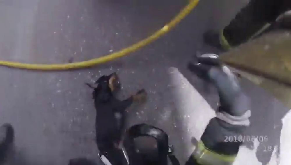 La heroica actuación de los bomberos de Córdoba: salvan la vida a un perro incosciente en el incendio de una vivienda