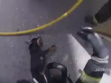 La heroica actuación de los bomberos de Córdoba: salvan la vida a un perro incosciente en el incendio de una vivienda La heroica actuación de los bomberos de Córdoba: salvan la vida a un perro incosciente en el incendio de una vivienda