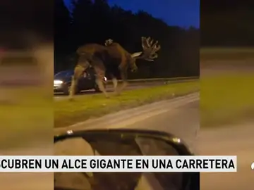ANIMALES ANIMALES