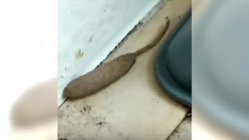 Gusano rata