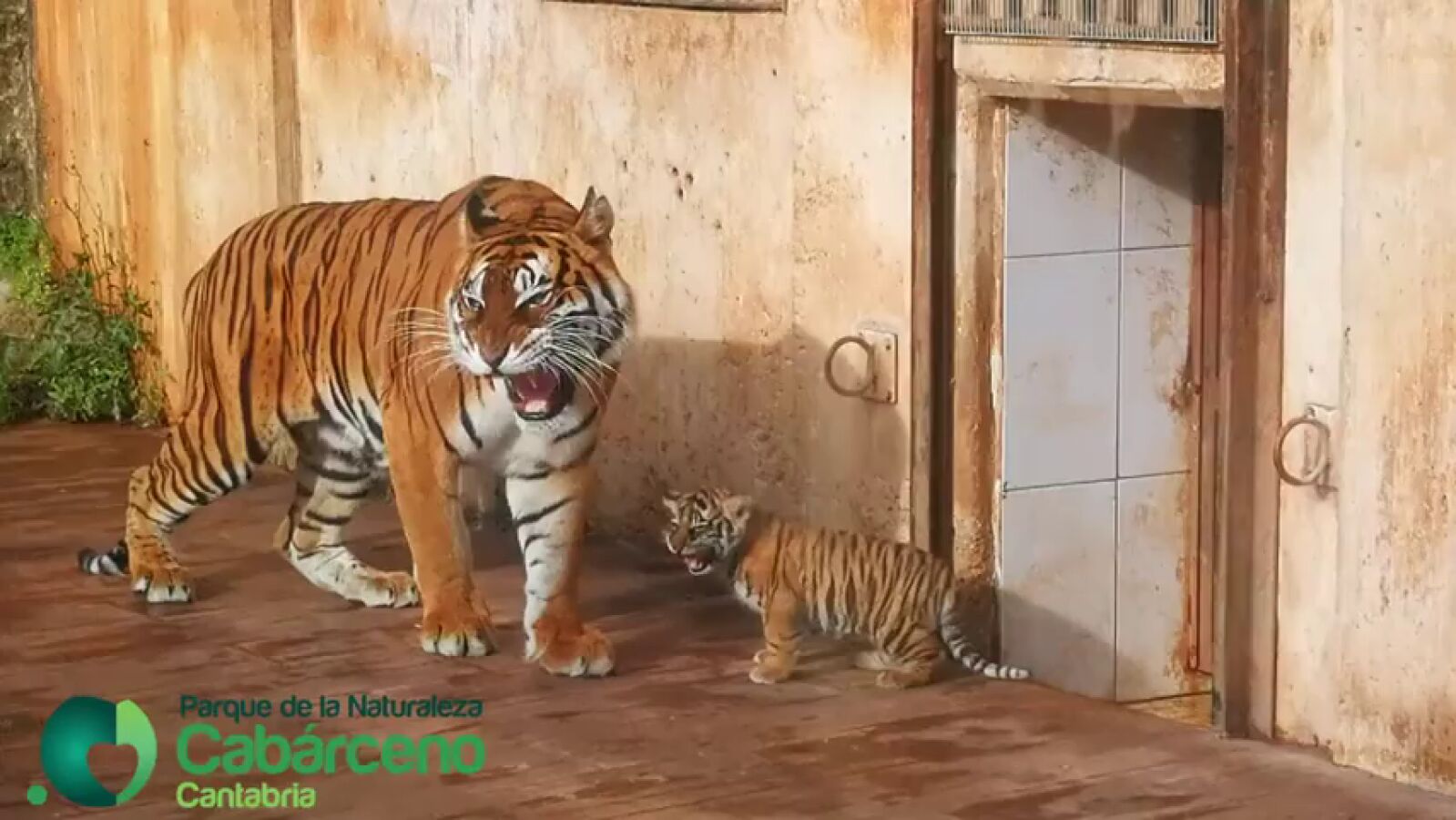 Nace un tigre de bengala en el Parque de Cabárceno (Cantabria)