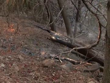 El incendio que afecta a la región del Algarve ya no presenta frentes activos El incendio que afecta a la región del Algarve ya no presenta frentes activos