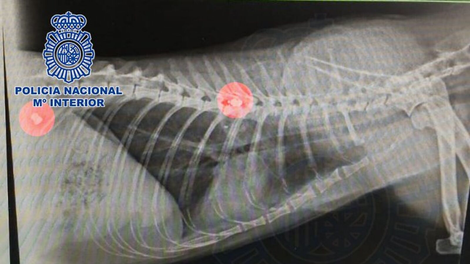 Detenido un hombre por matar a la gata de sus vecinos disparándole con una escopeta de aire comprimido