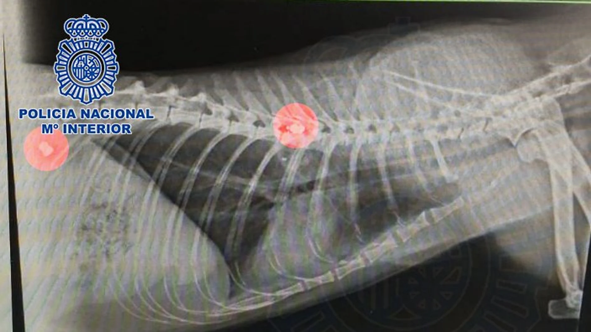 Una gata fallece por los impactos de una escopeta de aire comprimido Una gata fallece por los impactos de una escopeta de aire comprimido