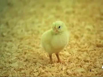 NUEVA pollitos NUEVA pollitos