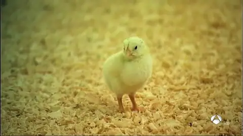 NUEVA pollitos NUEVA pollitos