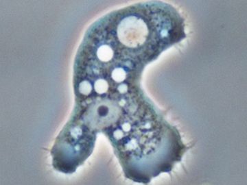 Parásito acanthamoeba