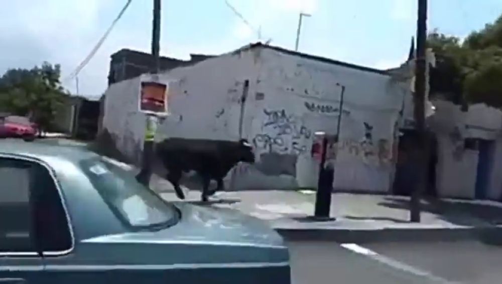 Un toro se escapa y causa el pánico en las calles de Ciudad de México