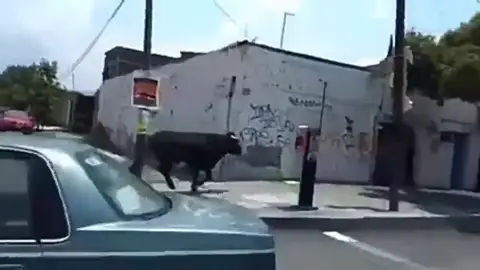 Un toro se escapa y causa el pánico en las calles de Ciudad de México Un toro se escapa y causa el pánico en las calles de Ciudad de México