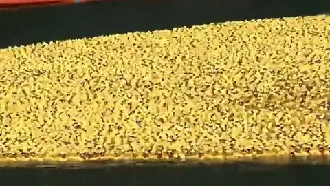 60.000 patitos de goma 'nadan' por una causa benéfica en el río Chicago 60.000 patitos de goma 'nadan' por una causa benéfica en el río Chicago