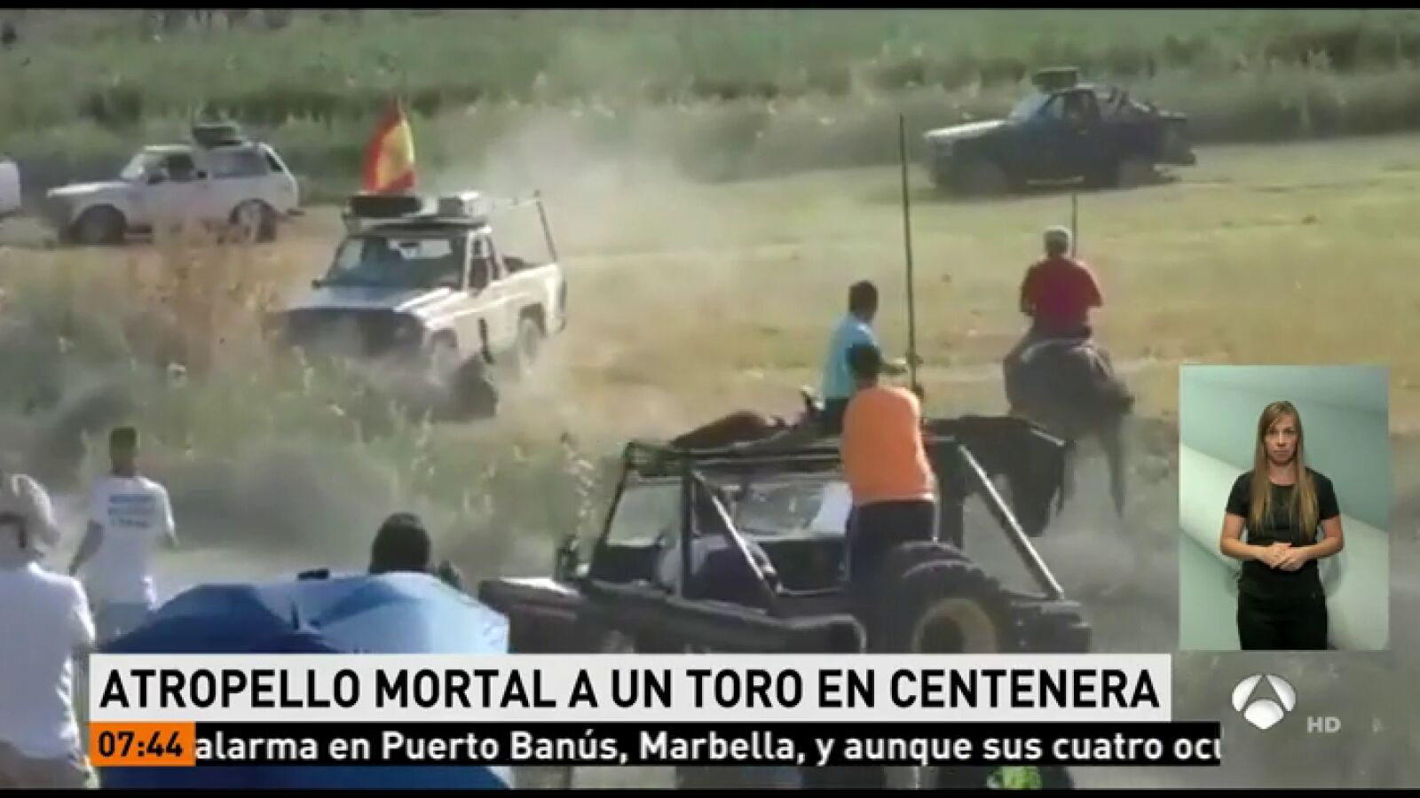 Un toro, atropellado en un encierro en el campo en Centenera (Guadalajara)
