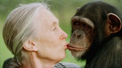 Jane Goodall chinpancé