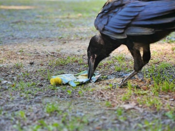 Un cuervo recogiendo basura del suelo