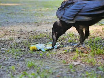 Un cuervo recogiendo basura del suelo Un cuervo recogiendo basura del suelo