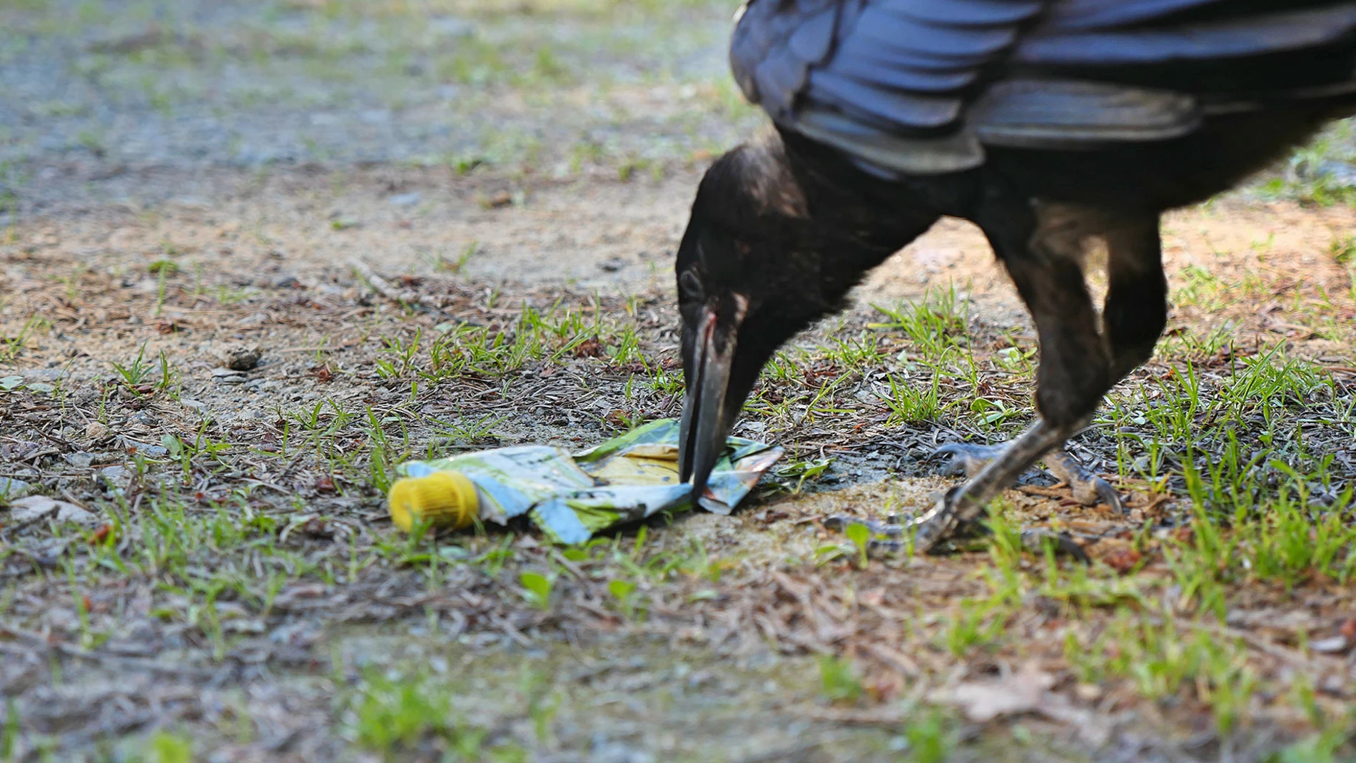 Un cuervo recogiendo basura del suelo Un cuervo recogiendo basura del suelo