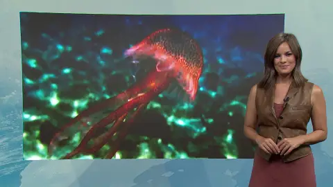 Mercedes Martín nos habla de las medusas Mercedes Martín nos habla de las medusas
