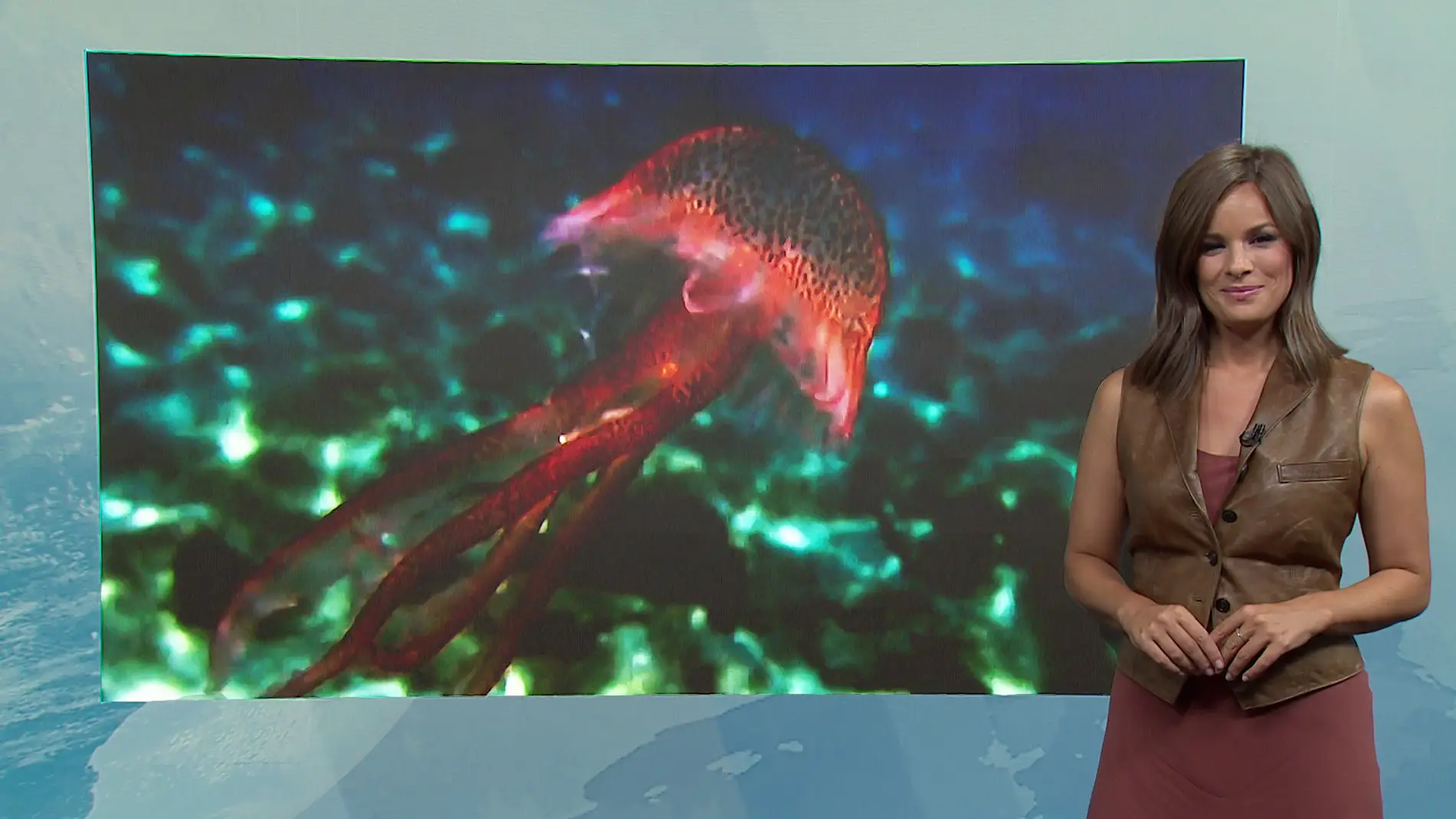 Mercedes Martín nos habla de las medusas