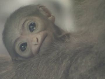 El zoo de Praga celebra el nacimiento de una cría de un gibón plateado