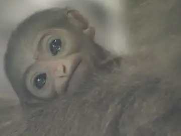 El zoo de Praga celebra el nacimiento de una cría de un gibón plateado El zoo de Praga celebra el nacimiento de una cría de un gibón plateado
