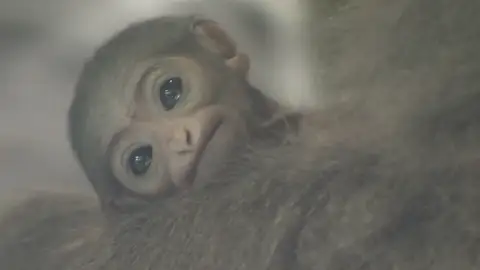 El zoo de Praga celebra el nacimiento de una cría de un gibón plateado El zoo de Praga celebra el nacimiento de una cría de un gibón plateado