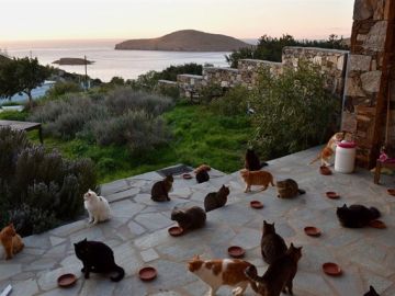 Cuidar de gatos en una isla griega Cuidar de gatos en una isla griega