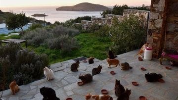 Cuidar de gatos en una isla griega Cuidar de gatos en una isla griega