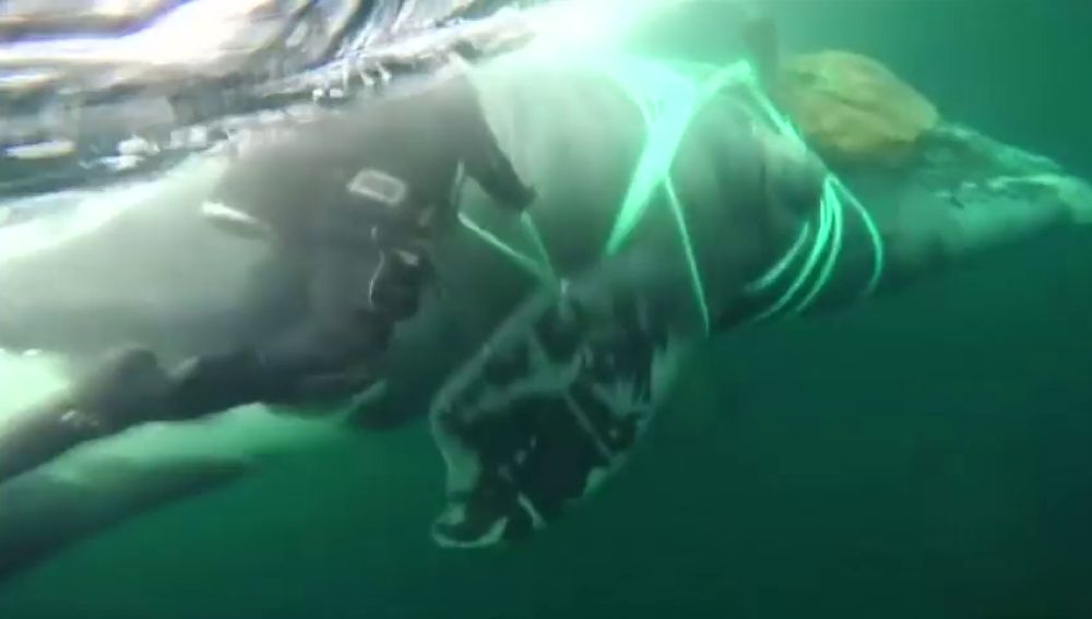 La Armada chilena rescata una ballena de 40 metros atrapada en una red de pesca 