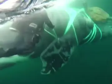 La Armada chilena rescata una ballena de 40 metros atrapada en una red de pesca La Armada chilena rescata una ballena de 40 metros atrapada en una red de pesca