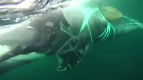 La Armada chilena rescata una ballena de 40 metros atrapada en una red de pesca La Armada chilena rescata una ballena de 40 metros atrapada en una red de pesca