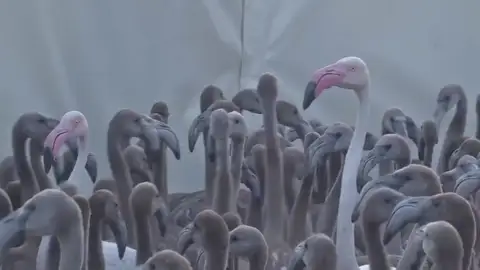 El anillado de flamencos, una actividad clave para su estudio, realizada por voluntarios El anillado de flamencos, una actividad clave para su estudio, realizada por voluntarios