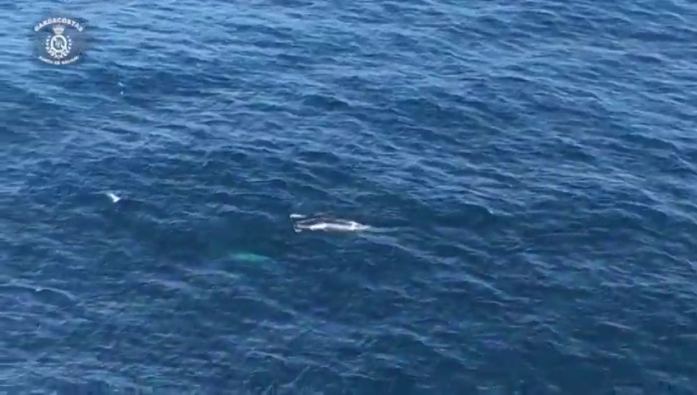 Avistada una ballena con su cría frente a la costa coruñesa de Corrubedo