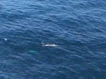 Avistada una ballena con su cría frente a la costa coruñesa de Corrubedo