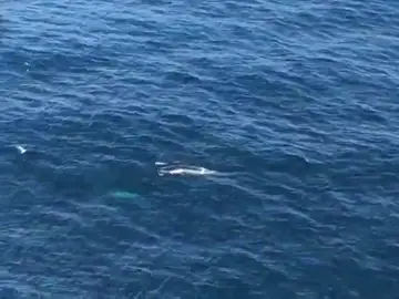Avistada una ballena con su cría frente a la costa coruñesa de Corrubedo Avistada una ballena con su cría frente a la costa coruñesa de Corrubedo