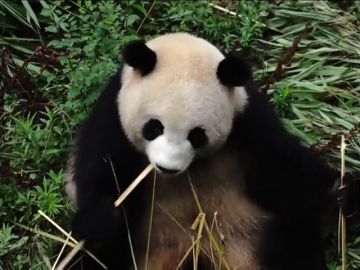 La situación de los osos panda como especie en peligro de extinción mejora en China