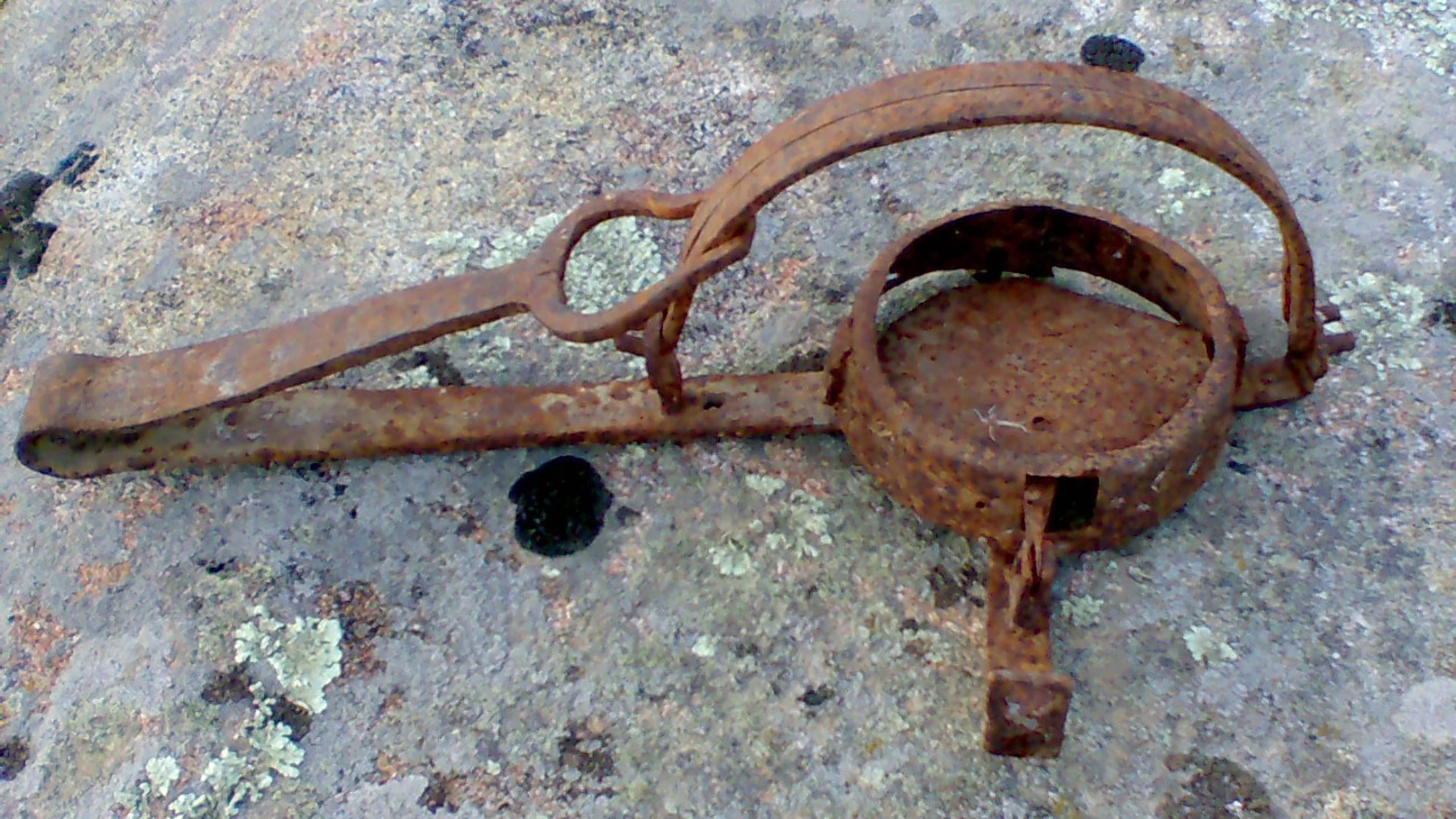 Cepo para cazar jabalíes Cepo para cazar jabalíes
