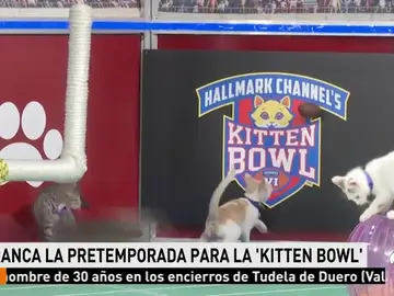 gatoscompitiendo gatoscompitiendo