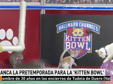 gatoscompitiendo gatoscompitiendo