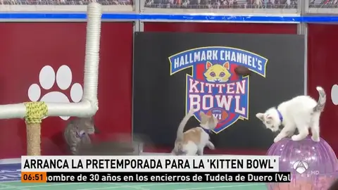 gatoscompitiendo gatoscompitiendo