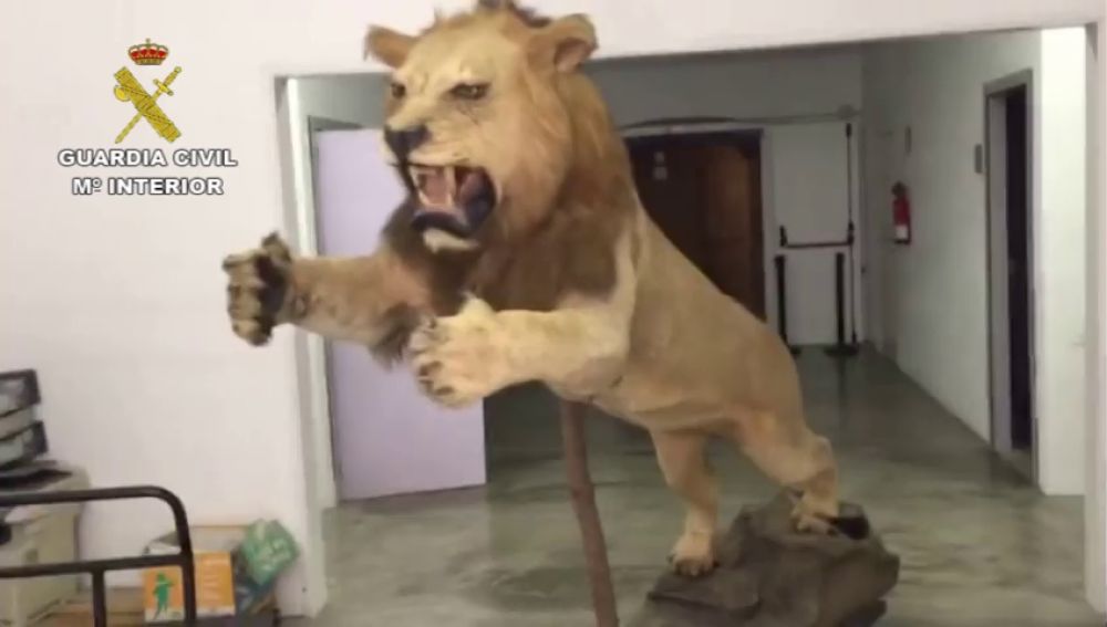 Decomisan un león africano disecado que se vendía por 6.000 euros en un portal de compraventa de segunda mano