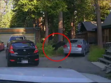Oso saliendo de coche Oso saliendo de coche