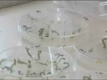 Investigación del genoma del trigo Investigación del genoma del trigo