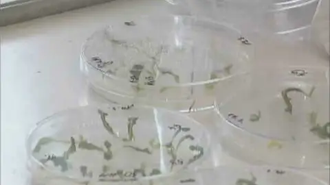 Investigación del genoma del trigo Investigación del genoma del trigo