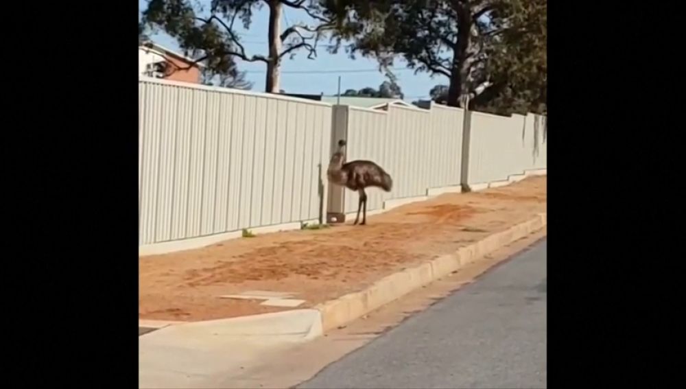 Un emú llega hasta una urbanización de Australia buscando alimento porque la sequía ha dejado el país totalmente seco