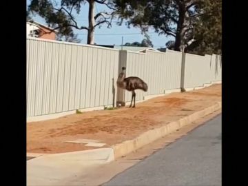 Un emú llega hasta una urbanización de Australia buscando alimento porque la sequía ha dejado el país totalmente seco