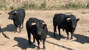Toros preparados antes de comenzar un encierro La ganadería de Passanha protagonizará los primeros encierros de las fiestas de San Sebastián de los Reyes 2018