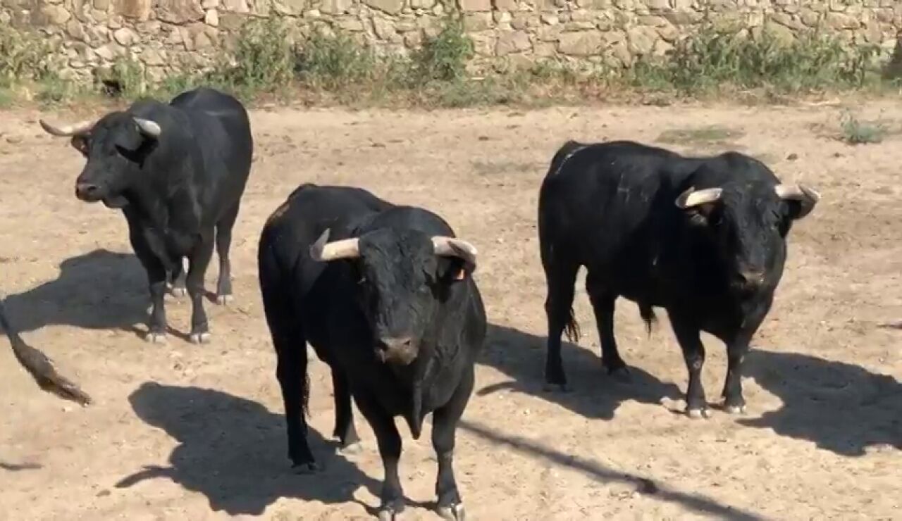 Toros preparados antes de comenzar un encierro
