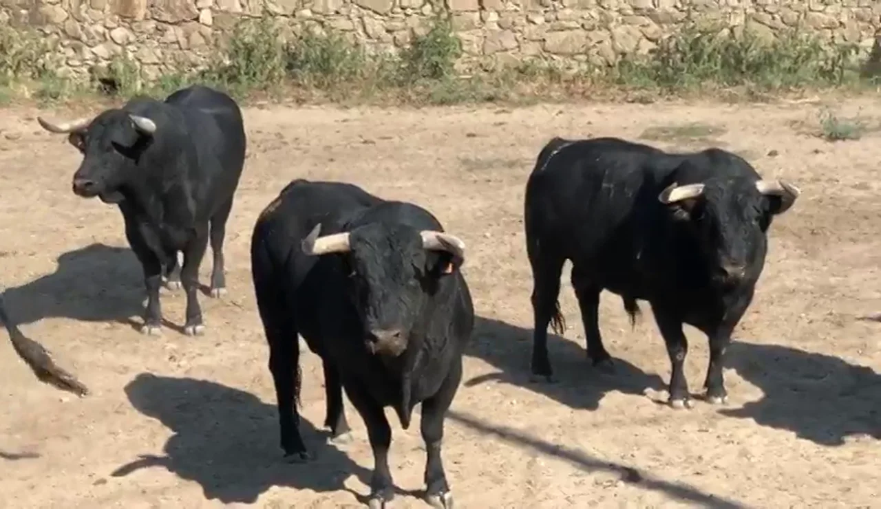 Toros preparados antes de comenzar un encierro