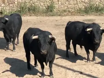 Toros preparados antes de comenzar un encierro Toros preparados antes de comenzar un encierro